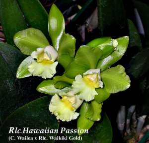 Rlc. Hawaiian Passion 4"